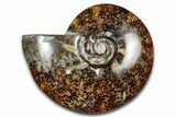 Polished Ammonite (Cleoniceras) Fossil - Madagascar #339258-1